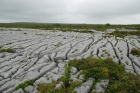 Sheshymore Limestone pavement exposes shallow water carbonates of the Brigantian, Slievenaglasha Formation. These classic kharstified exposures of tabular blocks of limestone pavement, Clints, are cut by vertical fractures, Grikes, which were widened by post glacial disolution (McNamara, & Hennessy, 2010). Fractures were intially established during Variscan folding (Coller, 1984).